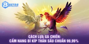 Cách Lựa Gà Chiến: Cẩm Nang Bí Kíp Thần Sầu Chuẩn 99,99%