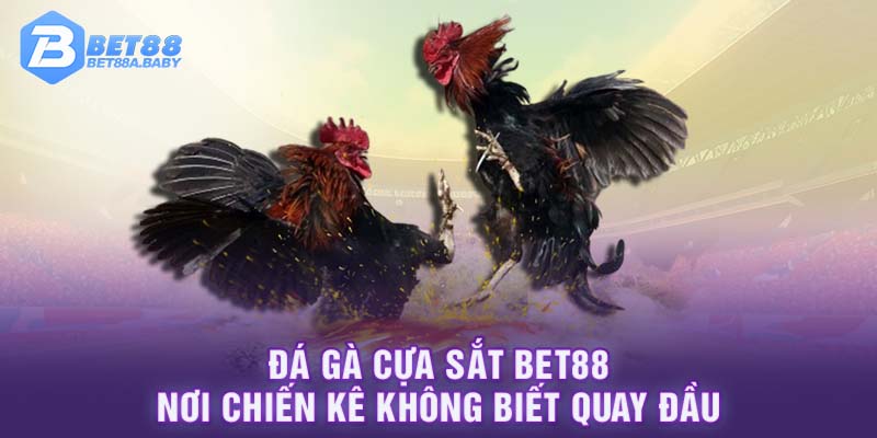 Đá gà cựa sắt BET88 nơi chiến kê không biết quay đầu