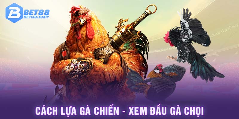 Cách lựa gà chiến - Xem đầu gà chọi