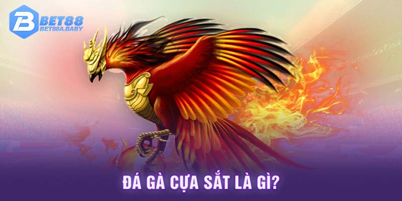 Đá gà cựa sắt là gì?