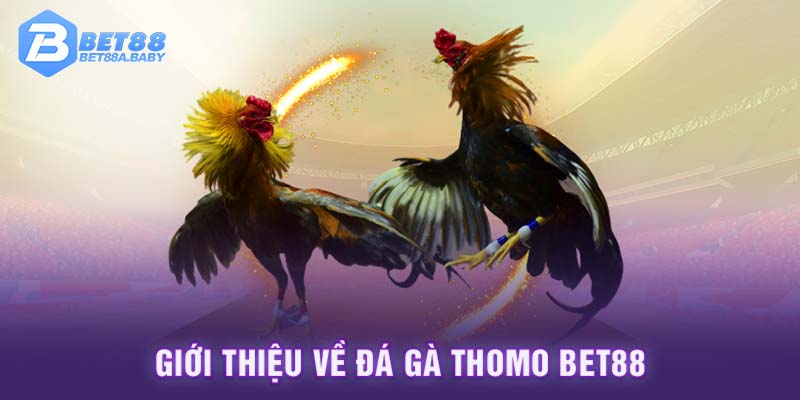 Giới thiệu về đá gà Thomo BET88