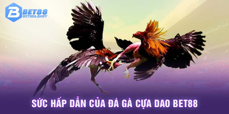 Sức hấp dẫn của đá gà cựa dao BET88