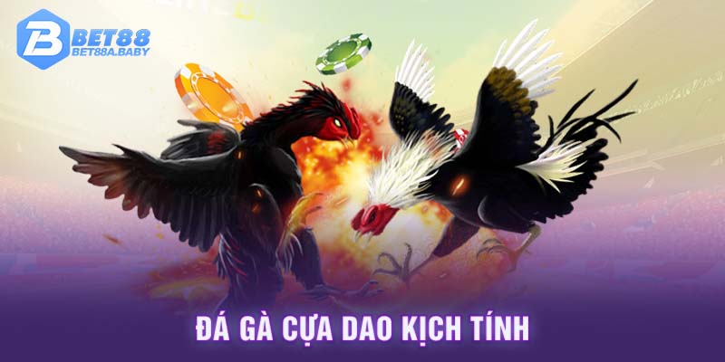 Đá gà cựa dao kịch tính