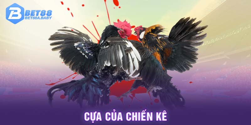 Cựa của chiến kê