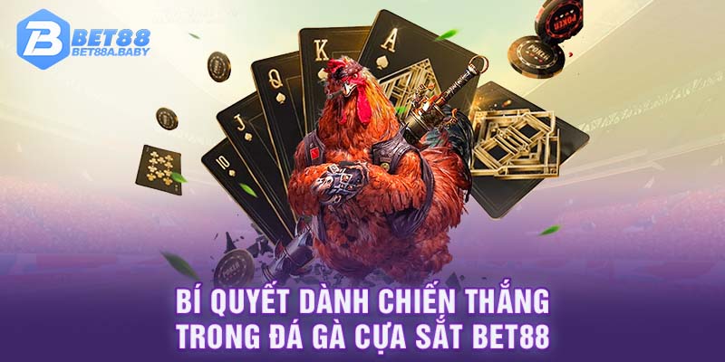 Bí quyết dành chiến thắng trong đá gà cựa sắt BET88