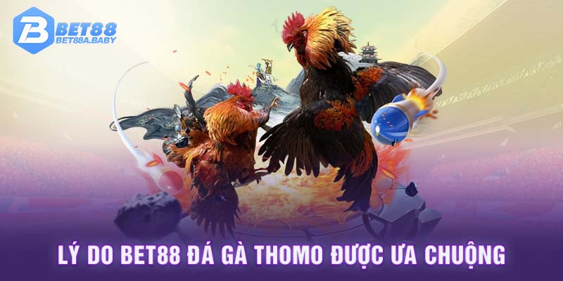 Lý do BET88 đá gà Thomo được ưa chuộng