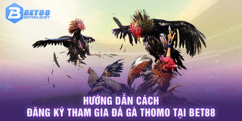 Hướng dẫn cách đăng ký tham gia đá gà Thomo tại BET88